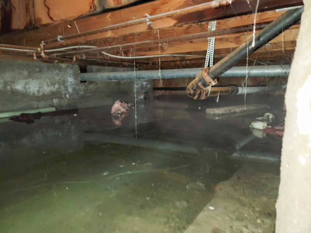 Best Water damage contractors near me  in Forest City, PA