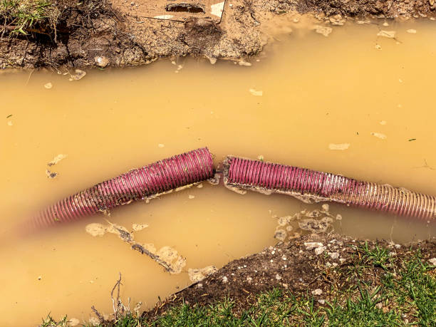 Best Mold removal after water damage  in Forest City, PA